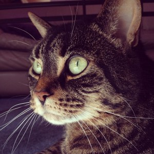 animalhoardingcatstory