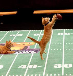 The Inaugural Kitten Bowl. Photo/HALLMARK